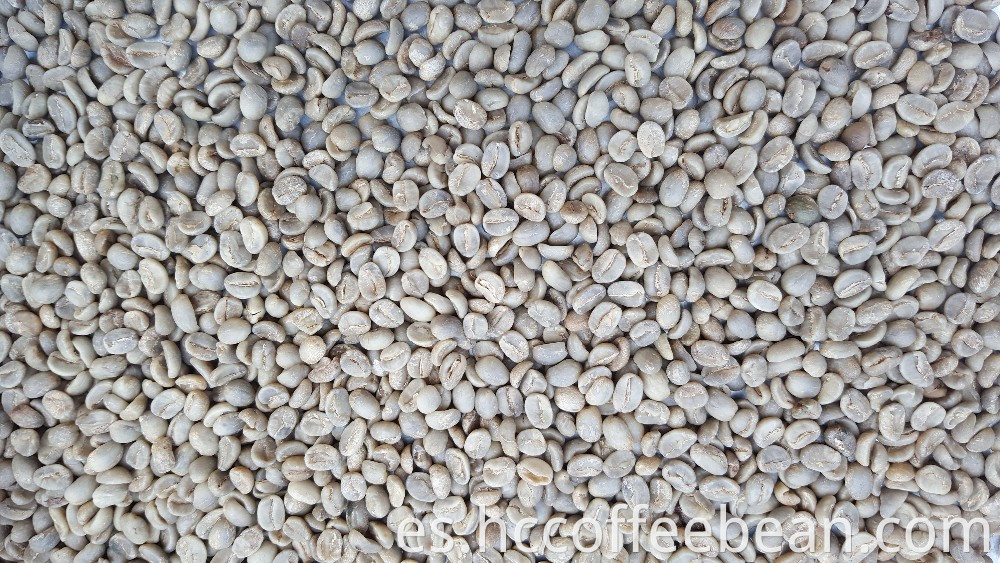 granos de café verde crudo tamaño mediano